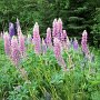 <p align=left>Le lupin qui pousse sauvage dans les Maritiimes